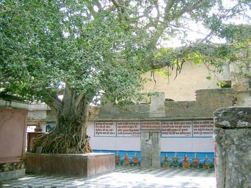 hinducosmos: Sacred tree at Vamsi-vata, Vrindavan The word ‘vamsi’ means ‘flute’ and ‘vata’ means a ‘banyan tree’.  Padmavati Mataji wrote: Sri Vajranabha planted here a banyan tree (vat) in remembrance of the divine pastimes of Krisna