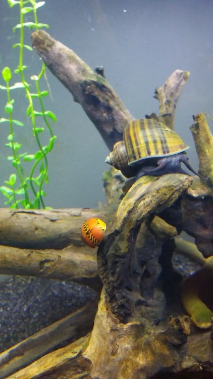 My normal sized racetrack nerite next to Goliath. Didn&rsquo;t notice Taako in the log until jus