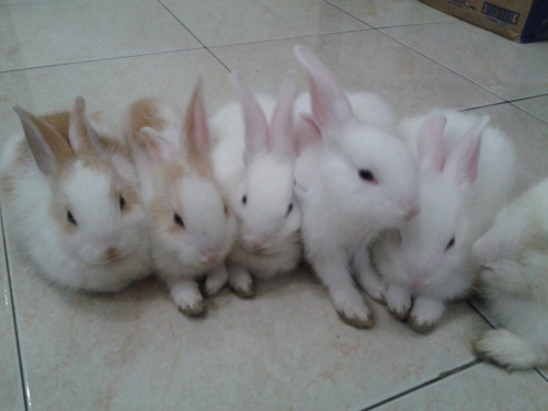 bunbunsss