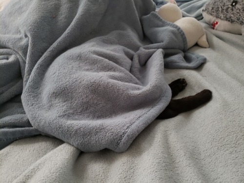Realized I Hadn't See My Cat In A While So Went To Go Find Him. Took Me A Moment.