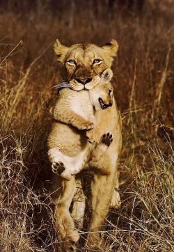 llbwwb:  Lioness with cub by Kevin Lucke.