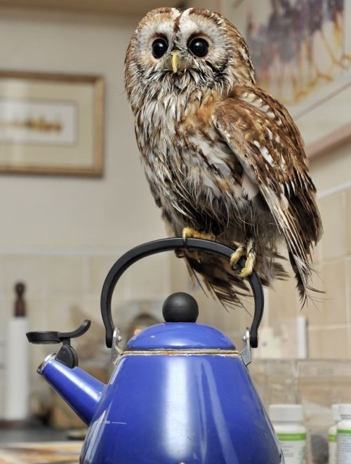 mm-jay: reioka: cumaeansibyl: thefingerfuckingfemalefury: I NEED to reblog Helpful Indoor Owl Just l