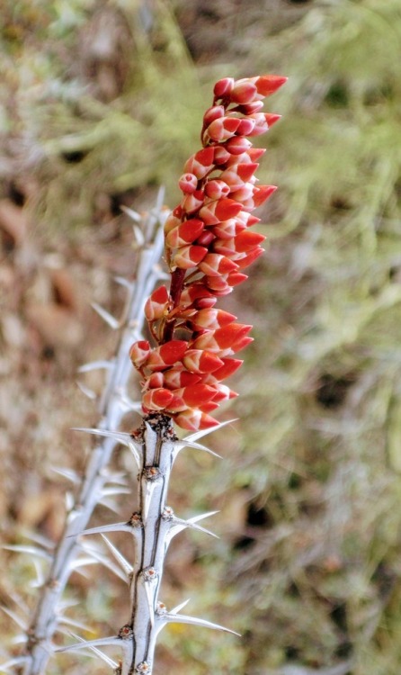 Bloom of a Desert Plant, Arizona-Sonora Desert Museum, Tucson, 2014.