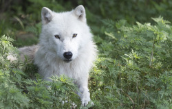 her-wolf:   A lone resting Arctic Wolf by