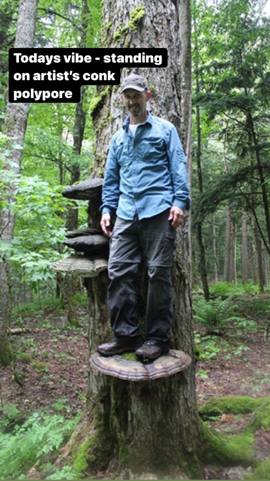 a person standing on an artist's conk (type of toadstool mushroom) the text says todays vibe- standing on an artist's conk