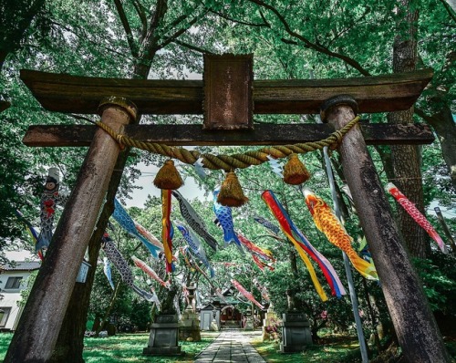 神社 × 鯉のぼり