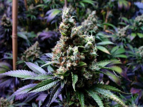 hrpuffnpuff:  Exotic beauties.