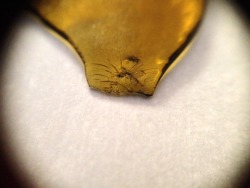 rogerdabbit:Cherry OG by Elite Concentrates.