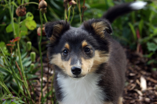 spartathesheltie:That sass was there right from the beginning! 3 months old here!
