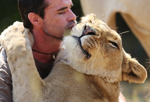 sociallyawkward-jac:  stephanyyl:  jswander:  prokopetz:  thecrazydusclopslady:  aph-haywood:  skypestripper:  weloveshortvideos:  Hello big boy!  ok but honestly? how does this lion not maul the fuck out of him.   Lions are huge kittens  He’s probably