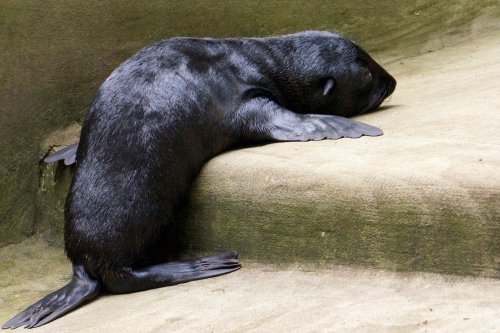 Precocious Seal Pup Mugs For Cameras at Wroclaw ZooOn June 10, Wroclaw Zoo welcomed a female South A