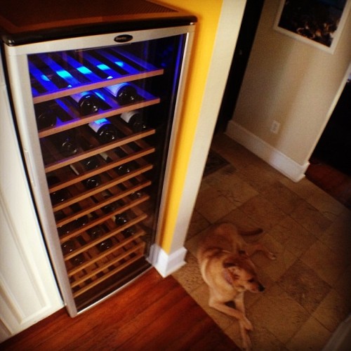 Lula approves of the new wine fridge.