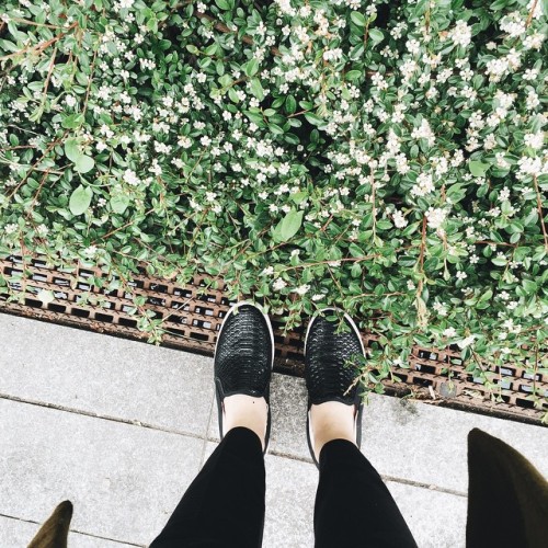 #slipon #shoes #deezee #springflowers #placgrzybowski #warsaw #hm #pullandbear (w: Plac Grzybowski)