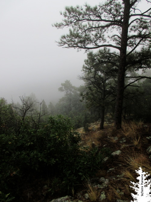 infiniteforests:  A foggy autumn morning.. ↟↟↟↟↟↟↟↟↟↟↟↟↟ 