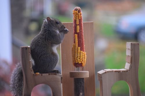 lindsaylohoean:lindsaylohoean:A few years ago, my aunt raised 4 baby squirrels whose mother died a f