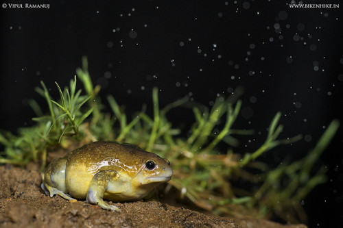 Uperodon globulosus by Vipul Ramanuj