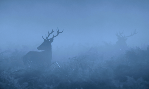 stereoscape:  nubbsgalore:  late autumn, early morning in england’s richmond park. photos by dan kitwood and mark bridger (previously featured)  @reshopgoufa 