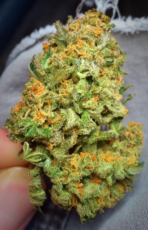 coloradocrusade:  Organic Green Crack