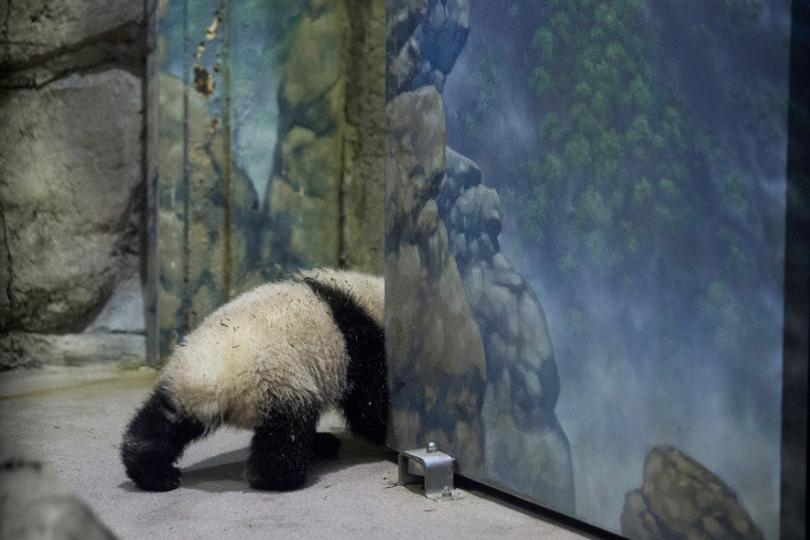 Giant panda bear cub Bao Bao moves around inside the David M. Rubenstein Family Giant Panda Habitat at the Smithsonian National Zoological Park in Washington (Photo by Chip Somodevilla/Getty Images via LightBox)