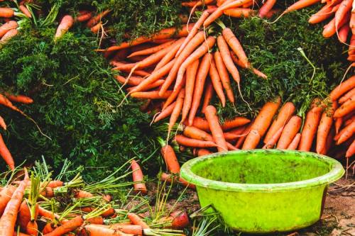 carottes fanes justes ramassées et bassine verte