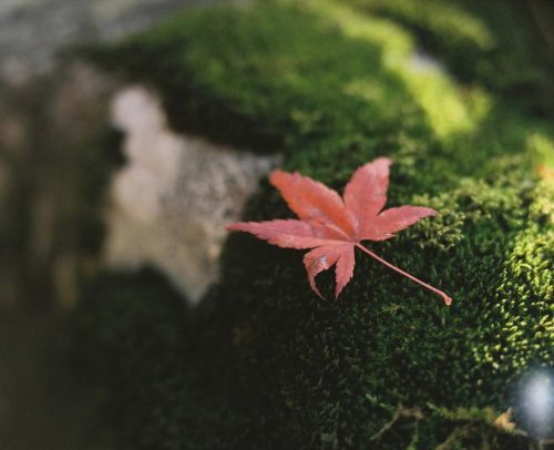 紅葉もそろそろ終わりかな ・ ・ ・ #紅葉#leaf  #苔#赤田神社 #filmphotography  #mamiyarz67  #pro400h #120film  #中判カメラ  #film