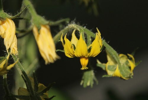 Paradeisische Entwicklungen …..  (tomatoe developements)