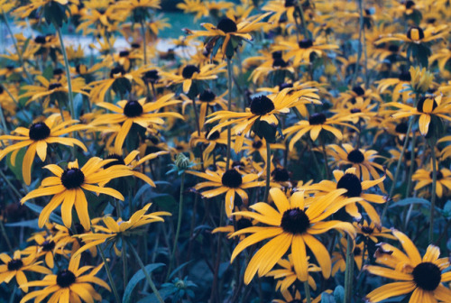 In Bloom // Amsterdam 