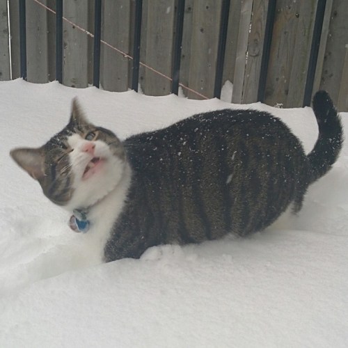 atraversso:Cats and snow don’t mix