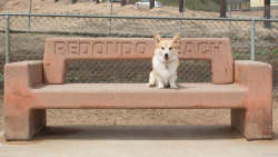 corgiaddict:  trinketbaby:  Hanging out at