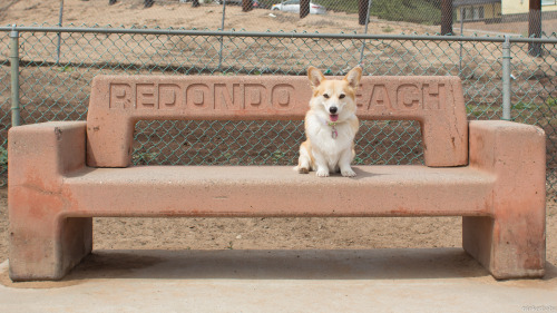 Porn corgiaddict:  trinketbaby:  Hanging out at photos