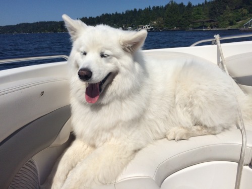 skookumthesamoyed: Skookum the Sailor Samoyed!