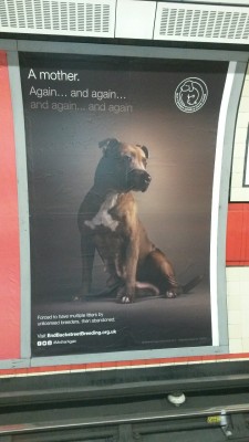 eternallyvegan:crackedlcd:mineralxprincess:  eternallyvegan:great to see posters like this in the underground. #ADOPT  actually fuck you if you support breeders though  Glad to see my work getting some love!  Well deserved love ＾ω＾