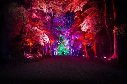 thedesigndome:  Tokyo Forest and Shrine Spectacularly Illuminated In Interactive Light Display The ancient sanctuary, Shimogamo Shrine and its neighbouring forest has been illuminated in two brilliant interactive light displays by Teamlab. Keep reading