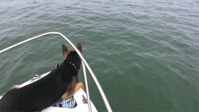 onlylolgifs:  German Shepherd gets too excited and jumps off boat towards dolphins
