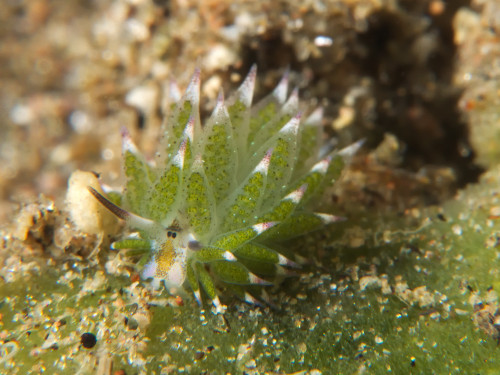 Leaf Slug