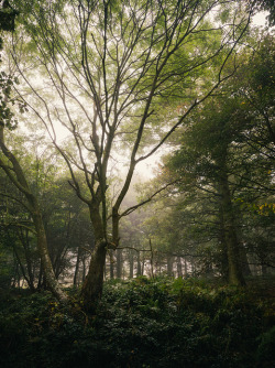 90377:  The Great Wood #04 by Matthew Dartford