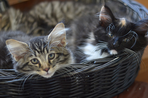 argyrials:11 weeks old babies ♥ Ukko &amp; Inka