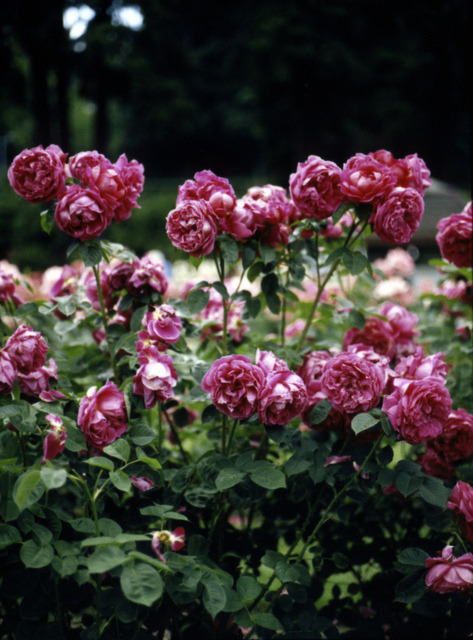 atraversso:  —1865 by Anne Lucas Di Elmo on Flickr.