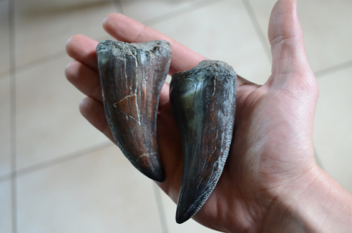 T.rex tooth replica available on Etsy : https://www.etsy.com/fr/shop/InhumanSpecies?ref=seller-platf