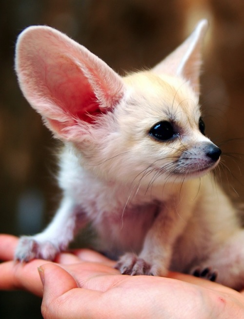 princessbaby-girl:  wuyinfection:  This is a fennec Fox, a small noctural fox with big ears that helps to dissipate heat.  Aawwww I want a little fox