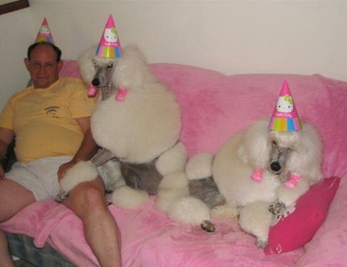 badnrad: New aesthetic: Poodle Dad