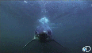 discovery:When a great white attacks, its eyeballs roll back into its head to protect them from inju