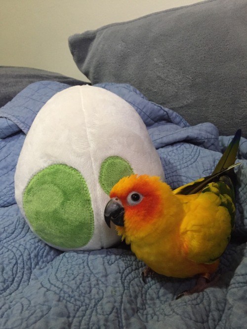 pepperandpals:I ordered a Pokémon Go egg plush from @follylolly! Mango approves.