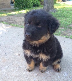 thecutestofthecute:  awwww-cute:  My local Shepherd rescue has this ridiculous ball of fluff for adoption (Source: http://ift.tt/1mooX1z)  killing-zombies-inc