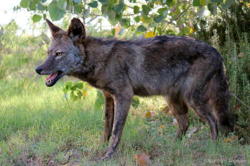 weirdcitytaxidermy: Two more photos of the freestanding ‘yote mount outside in the early evening (