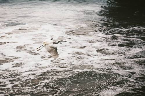 Put a bird on it! . . . #malibu #malibubeach #ocean #pch #seabird #bird #littleegret #egret #beach #