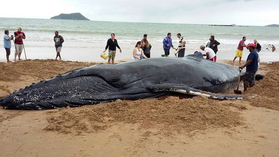 SALVANDO A UNA BALLENA. La gente trabaja para salvar a una ballena jorobada atrapada en la playa de Rasa, en Buzios, Brasil, el jueves 24 de agosto de 2017. Con la ayuda de cientos de personas y el regreso de la marea alta, la ballena regresó al...