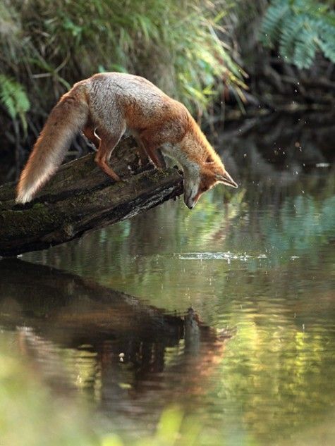 cute-overload:  Fox and reflectionhttp://cute-overload.tumblr.com source: http://imgur.com/r/aww/d5ymXYt