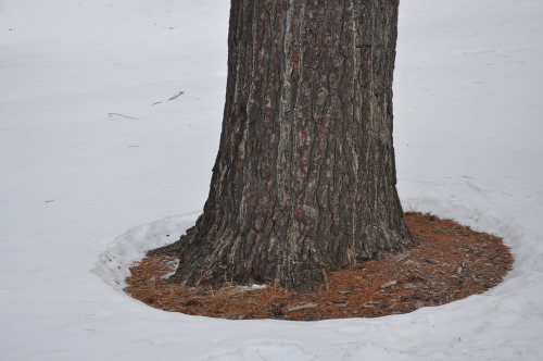 Snowmelt patterns: infinitely amusing.  