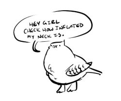 coelasquid:   Pigeon romance. 